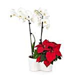 Orchid N Poinsettia Plants For Christmas